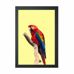 plakat macaw