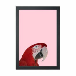 red macaw poster