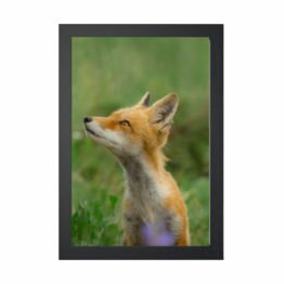 fox poster