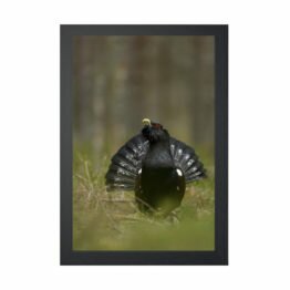 capercaillie poster