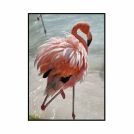 plakat pink flamingo